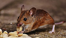 24 Hour & Emergency Exterminators in Colemanville, PA